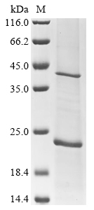 Gallus MT-ATP6 Protein