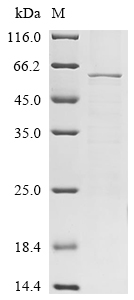 yidC Protein