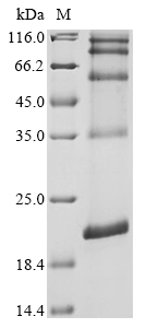 Mouse Ninj1 Protein