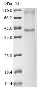 Mouse P2yr13 Protein