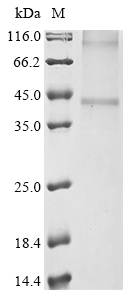 Mouse P2ry12 Protein