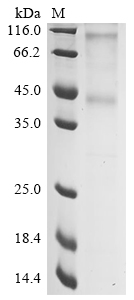 Mouse P2ry1 Protein