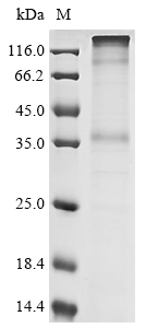 Human GPR65 Protein