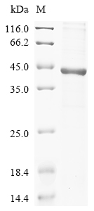 Rat Kcnj10 Protein