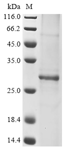 Human AQP1 Protein