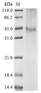 Rat Asgr2 Protein