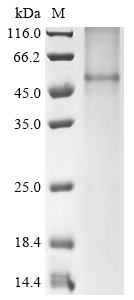 Rat Kcnj16 Protein