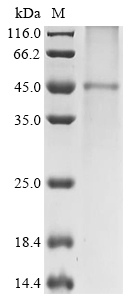 Rat Kcnj10 Protein