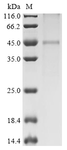 Mouse Kcnj10 Protein