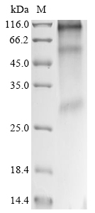 Human CD63 Protein