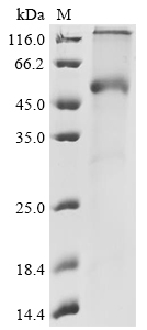 Human BTNL2 Protein