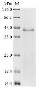 Bovine PROZ Protein
