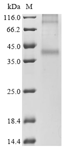 Human herpesvirus 6A G-protein coupled receptor homolog U12 Protein