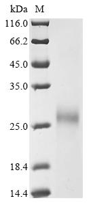 Bovine IGF2R Protein