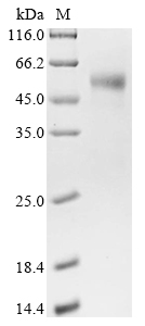 Bovine IGF2R Protein
