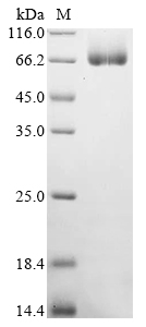 Mouse Chil4 Protein