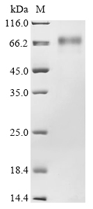 Rat Olfm3 Protein