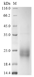 Human CTLA4 Protein