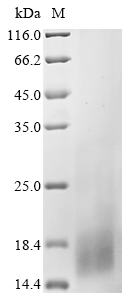 bsd Protein