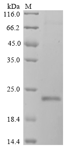 Human GKN1 Protein
