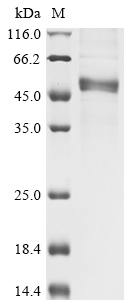 IL1RN Protein