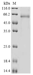 Mouse Adamts13 Protein