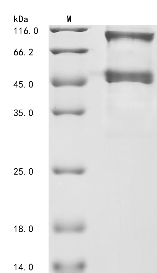 plyC Protein