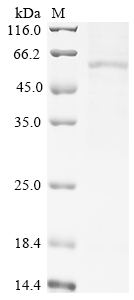 Human RAB12 Protein