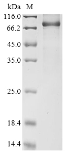 plyC Protein