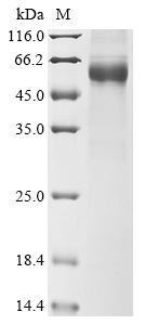 Human ADAR Protein