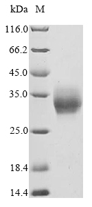 OSM Protein