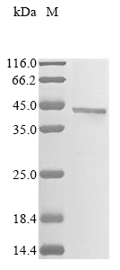 Mouse Alpha-2-macroglobulin receptor-associated Protein