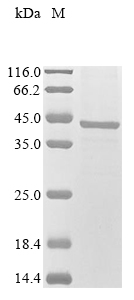 Mouse Lrpap1 Protein