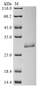 entE Protein