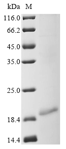 Human MYH7 Protein