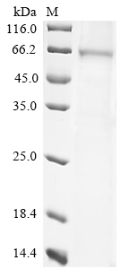 Mouse Dsg3 Protein