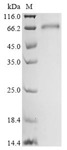 Human BBOX1 Protein