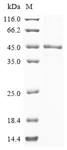 Human VEGFC Protein