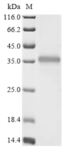 ompA Protein