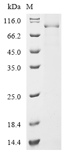 Mouse Dsg3 Protein