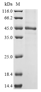 Human VEGFC Protein