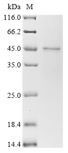 Reovirus type 3 Outer capsid protein sigma-3 Protein