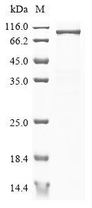 Mouse Rps6ka4 Protein
