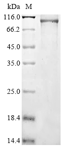 Human PLCD3 Protein