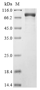 Mouse Plcd1 Protein