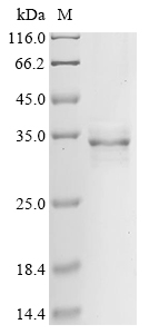Drosophila Nrg Protein