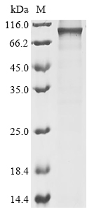 Mouse Rps6ka4 Protein