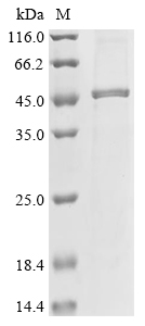 plyC Protein