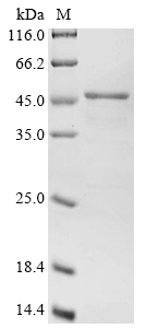 pepT Protein