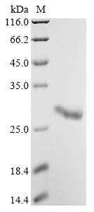 nanE Protein